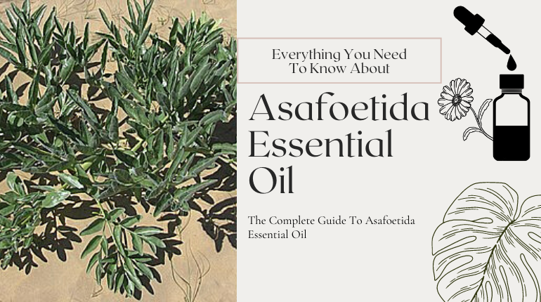 12 Amazing Health Benefits Of Asafoetida Essential Oil