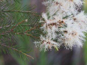 Tea Tree Oil For Acne