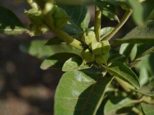 Ashwagandha For Alzheimer's Disease