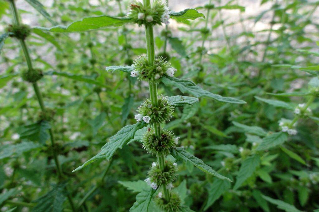 Gypsywort 