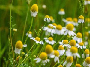 Chamomile For Anxiety
