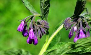 Comfrey For Acne