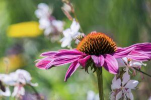 Echinacea For Acne