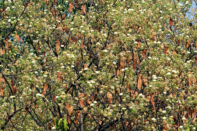 albizia lebbeck for asthma