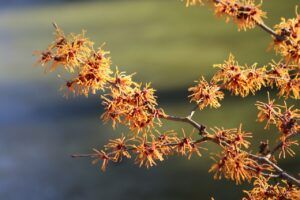 Witch Hazel For Acne