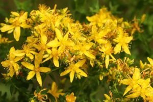 st.john's wort for anxiety and depression