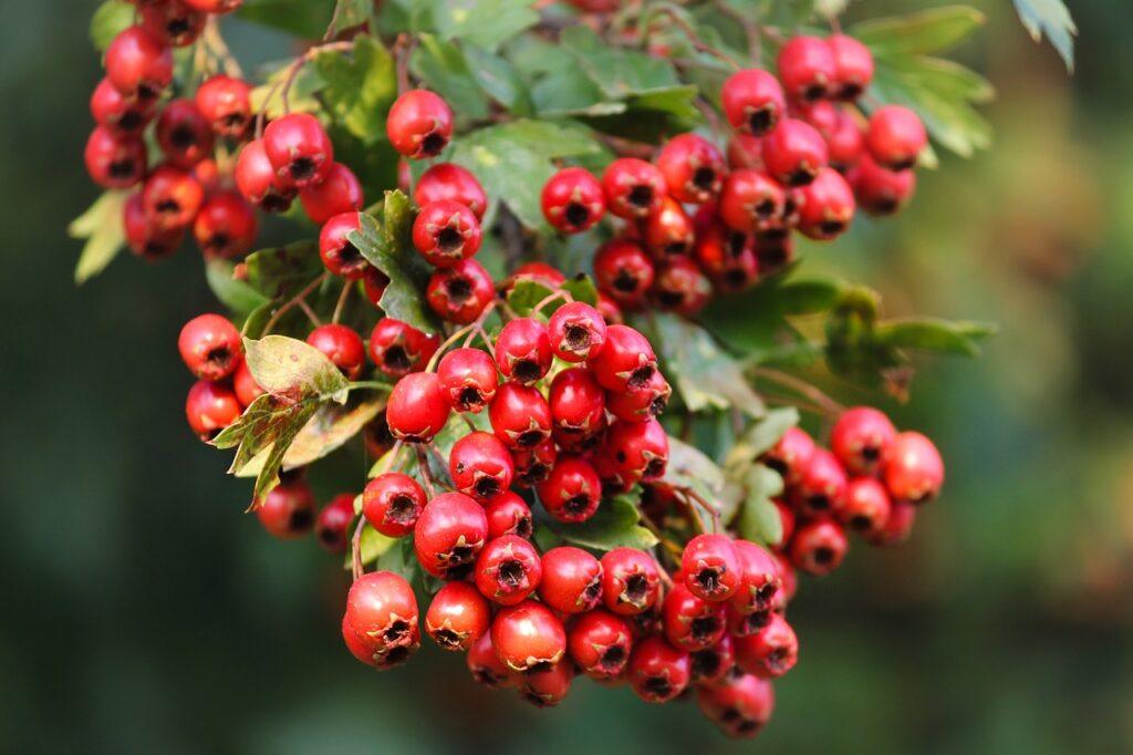 Hawthorn Berry For Heart