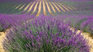 Lavender for anxiety and depression