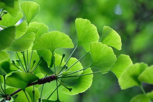 Ginkgo Biloba For Asthma