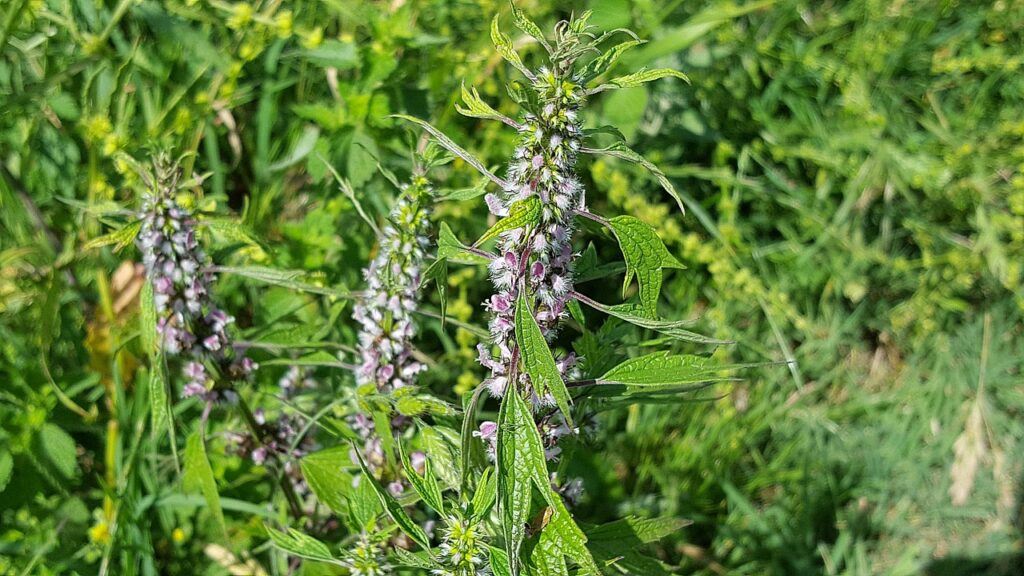 Motherwort for heart