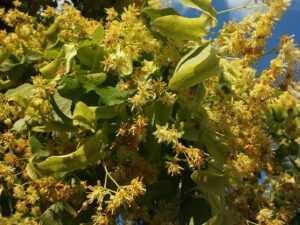 Linden Flower For Anxiety