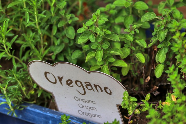 oregano for asthma