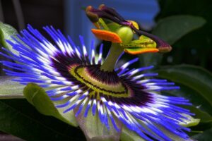 Passion Flower For Anxiety And Depression