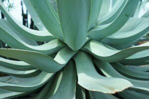 Aloe Vera And Alzheimer's