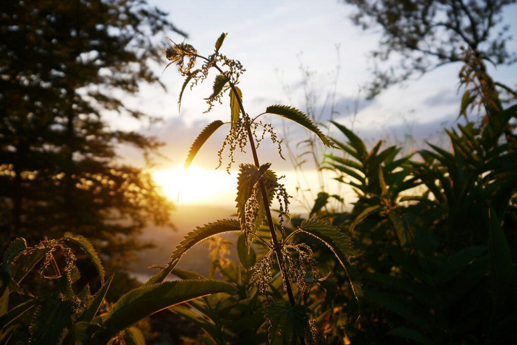 Stinging Nettle For Asthma