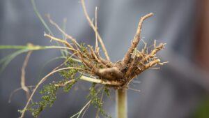 Valerian Root For Anxiety And Depression