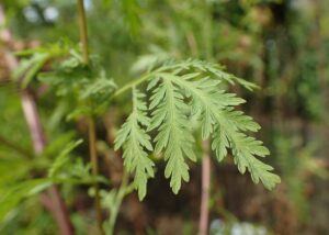Sweet Wormwood For Breast Cancer