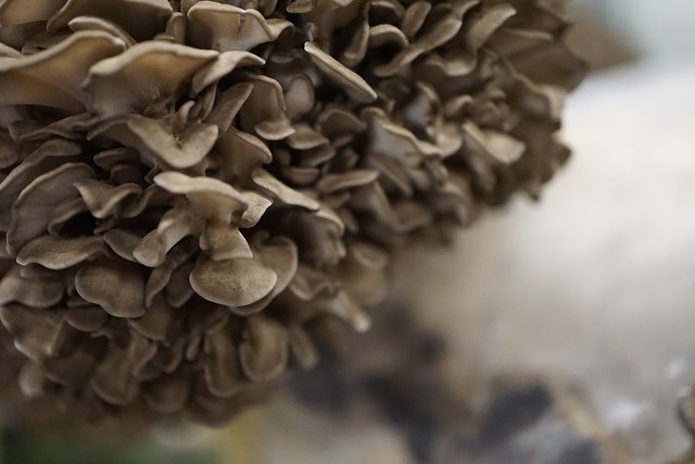 Image by: https://www.flickr.com/search/?license=4%2C5%2C9%2C10&advanced=1&text=maitake