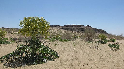 about asafoetida essential oil