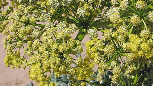 Asafoetida For Diabetes