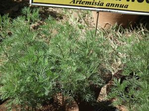 Sweet Wormwood For Cancer