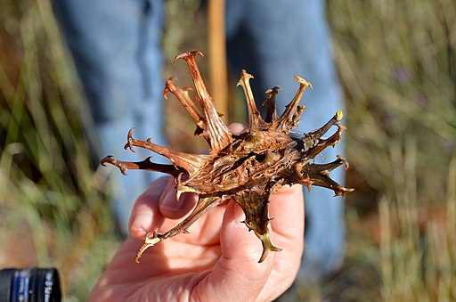 devil's claw for knee pain