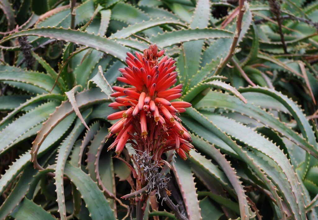 Aloe Arborescens For Breast Cancer