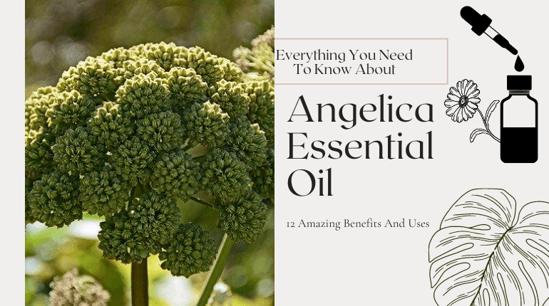 about angelica essential oil