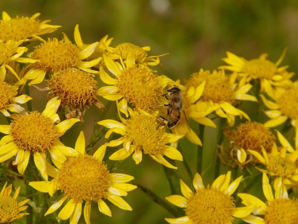 arnica for back pain