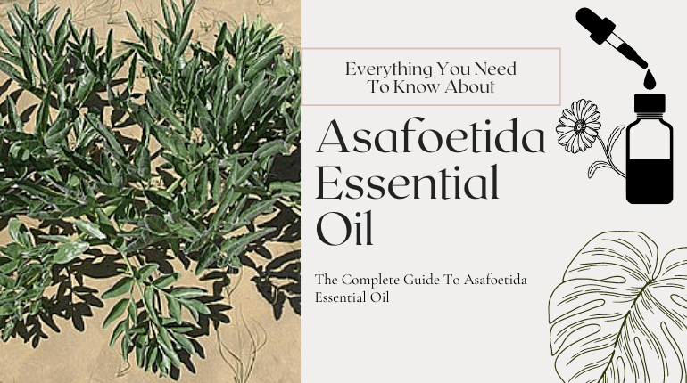 about asafoetida essential oil