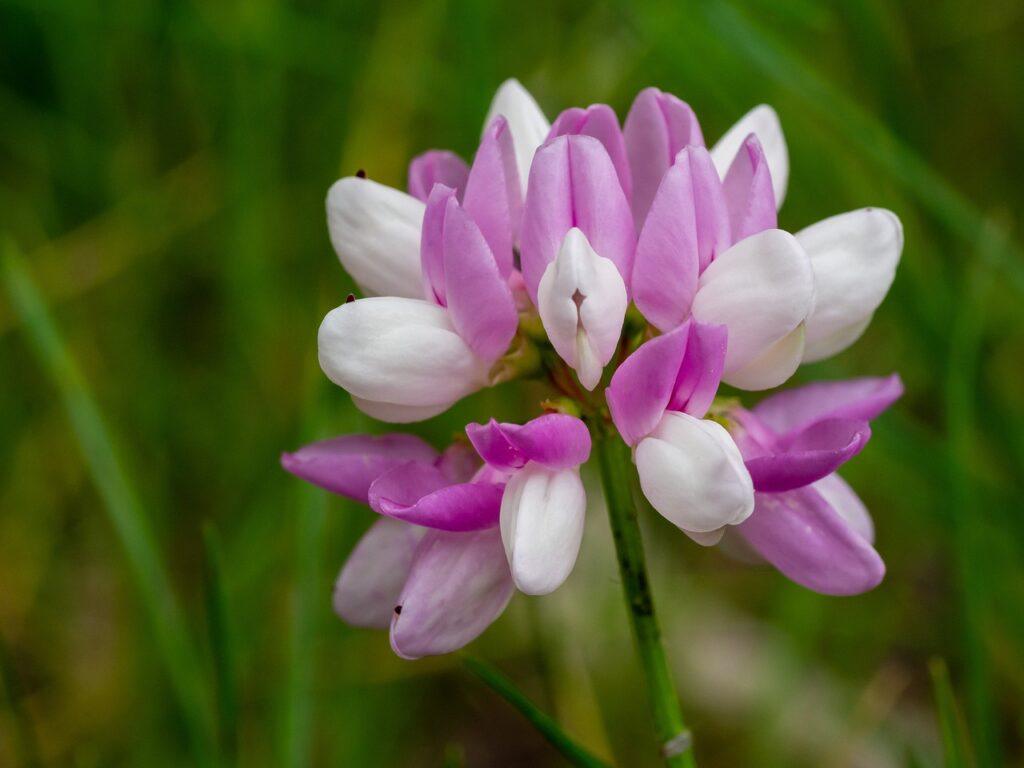 astragalus for colds