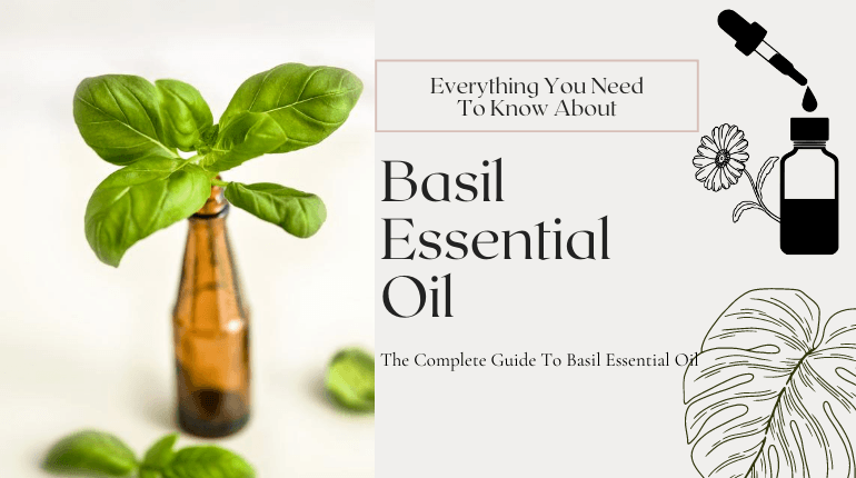 what is basil essential oil