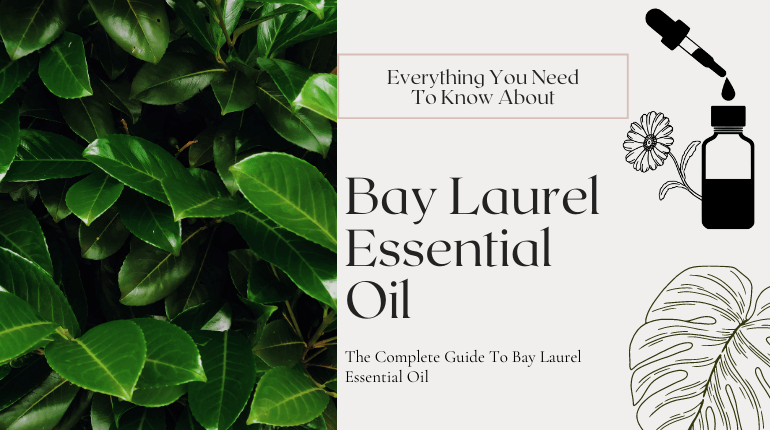 about bay laurel essential oil
