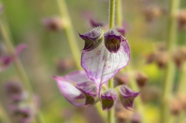 what is clary sage essential oil