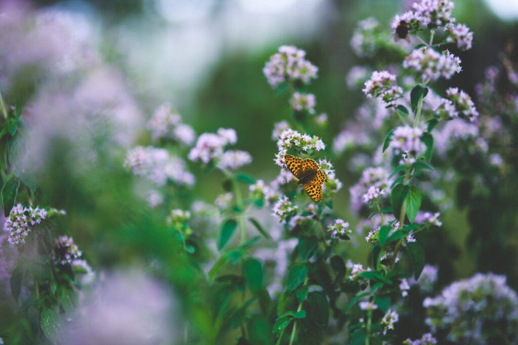 oregano for cold