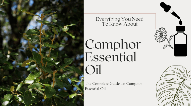 what is camphor essential oil