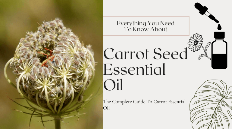 about carrot seed essential oil