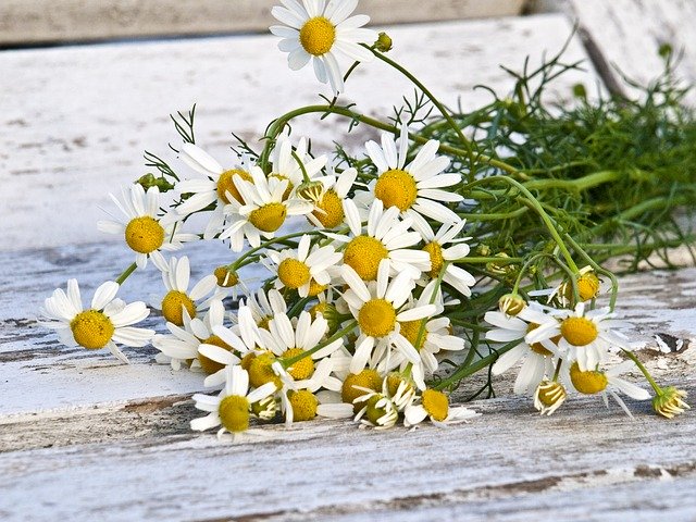 what is chamomile essential oil
