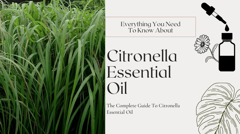 about citronella essential oil