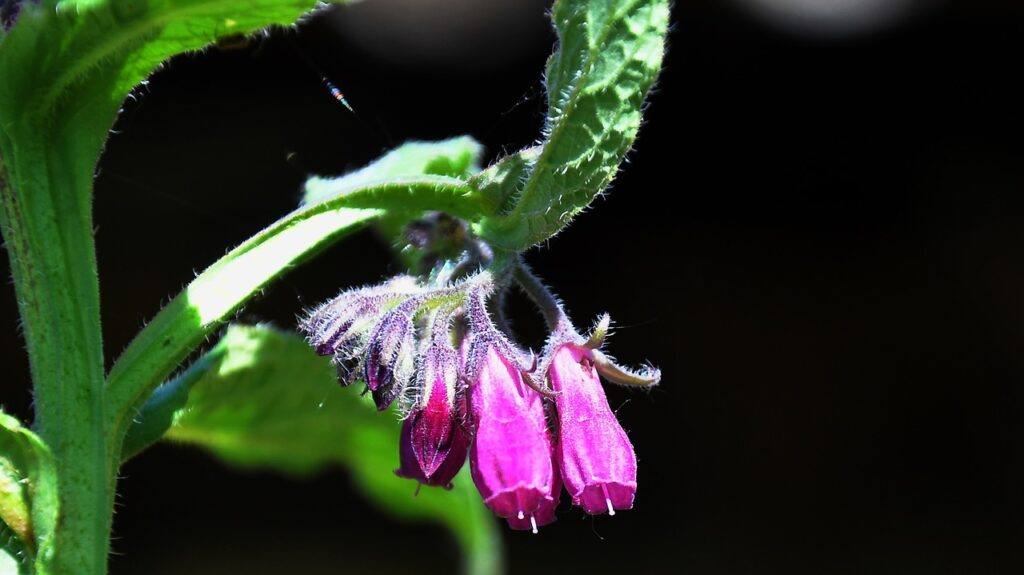 Comfrey For Back Pain