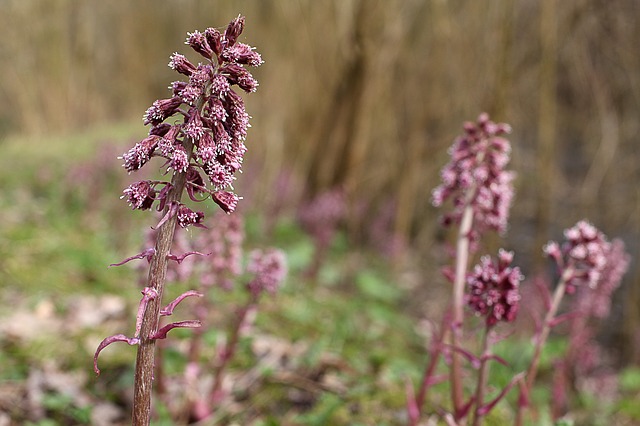 Butterbur for headaches