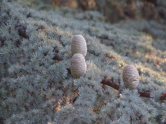 about cedarwood essential oil