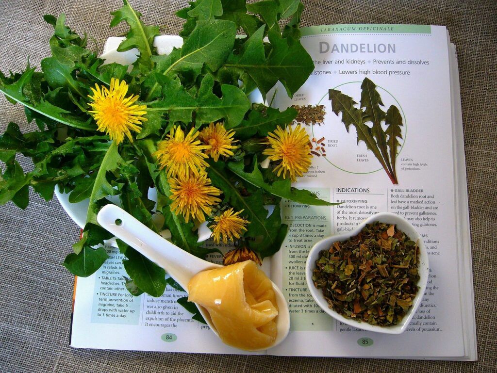 Dandelion For Diabetes