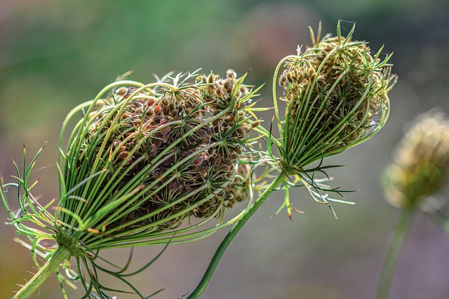 what is carrot essential oil