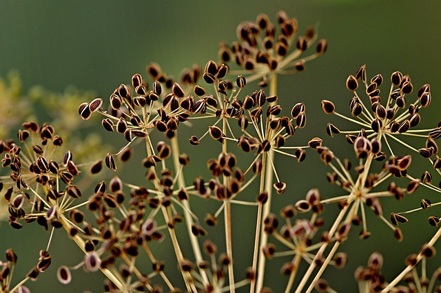 what is dill essential oil