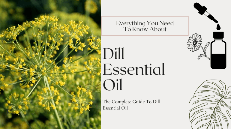 about dill essential oil