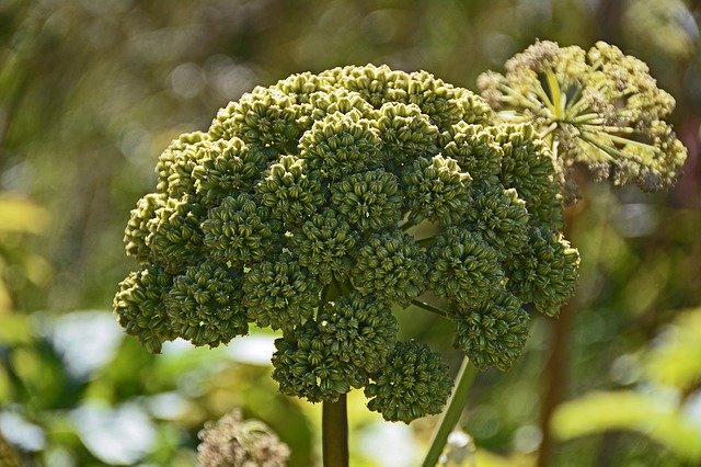 about angelica essential oil