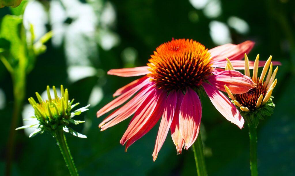 Echinacea For Cold