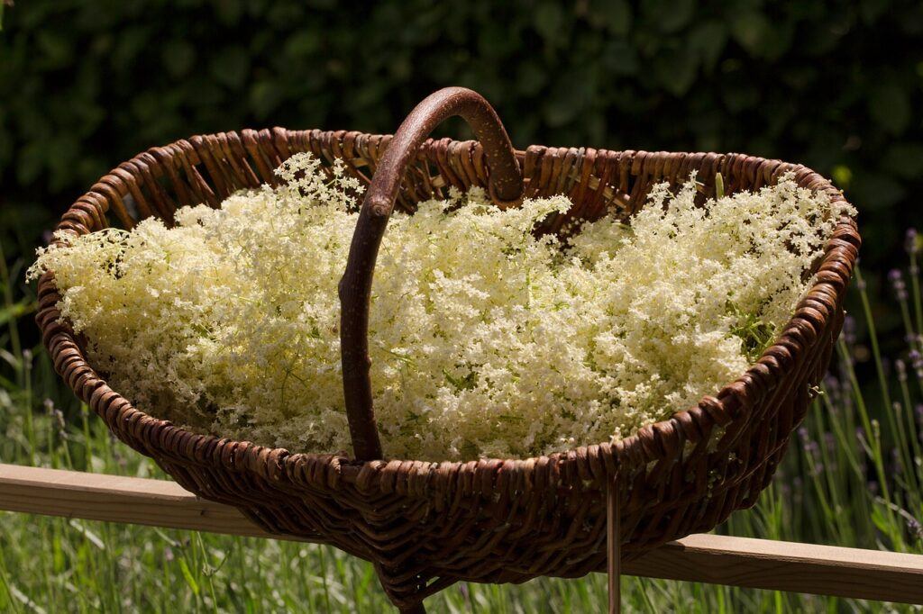 Elderflower Herb: Best Remedy For Common Cold