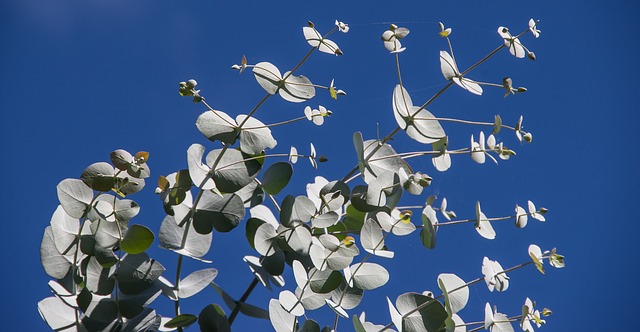 what is eucalyptus essential oil